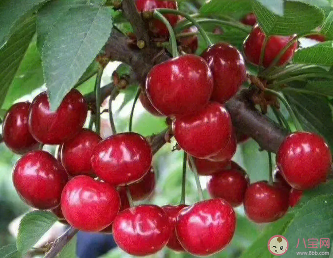 如何種植櫻桃 哪個季節種植櫻桃最好