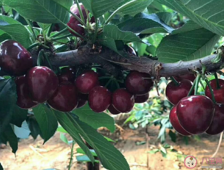 如何種植櫻桃 哪個季節種植櫻桃最好