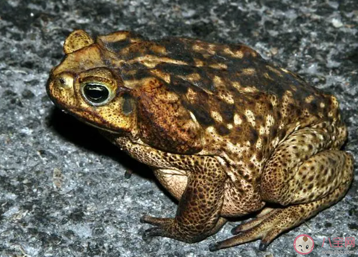 以下哪種魚因為長得像蟾蜍被稱為海蟾蜍 神奇海洋1月8日答案 以下哪種魚因為長得像蟾蜍被稱為海蟾蜍 神奇海洋1月8日答案