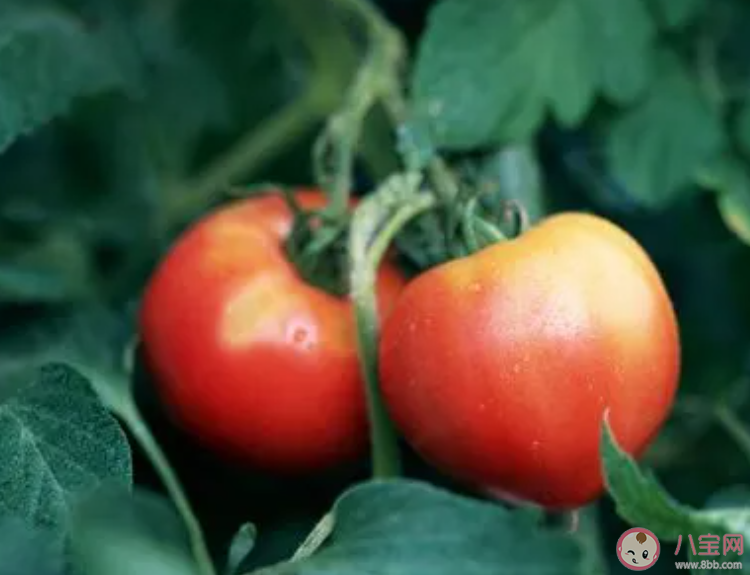 哪幾類人不適合生吃西紅柿 西紅柿到底生吃還是熟吃好