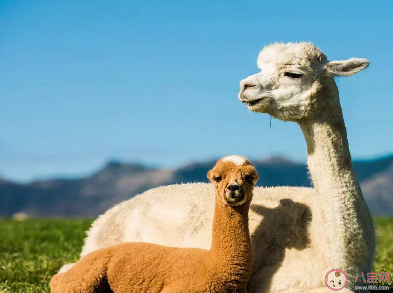 羊駝因頻繁吐口水被安全員約談 羊駝為什么會吐口水