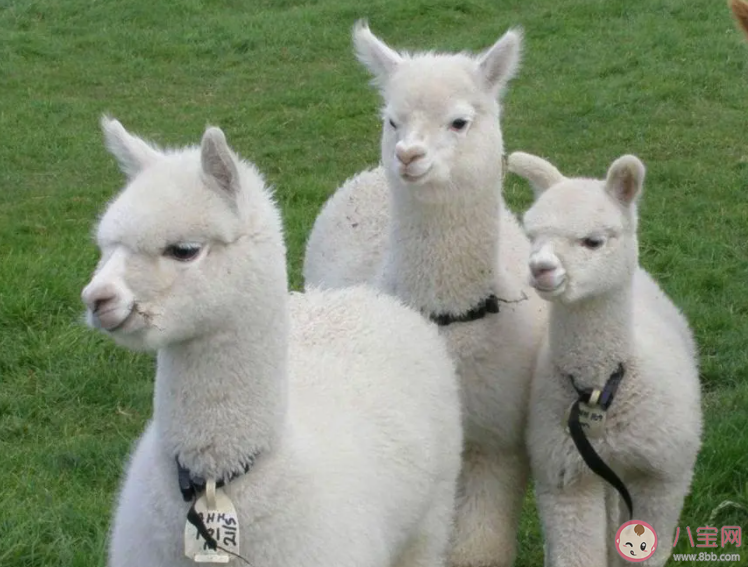 羊駝因頻繁吐口水被安全員約談 羊駝為什么會吐口水