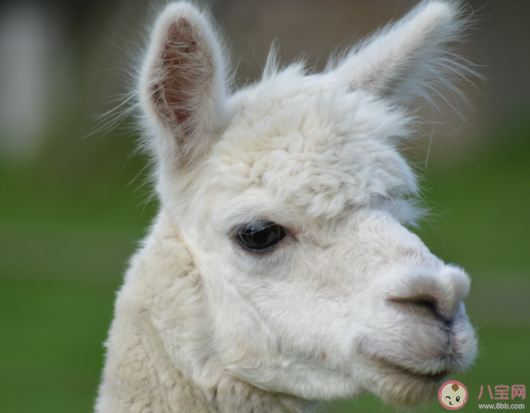 羊駝因頻繁吐口水被安全員約談 羊駝為什么會吐口水