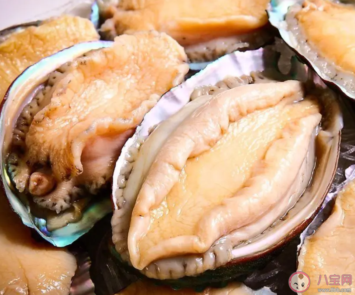 猜一猜鮑魚殼邊緣上的小孔有什么用途 神奇海洋1月10日答案