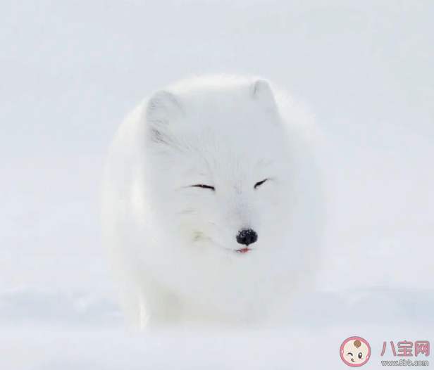 哈爾濱的白狐已經熬出黑眼圈 白狐為什么受歡迎