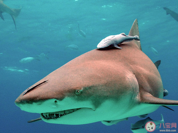 猜一猜檸檬鯊之所以得名是因為什么 神奇海洋1月11日答案 猜一猜檸檬鯊之所以得名是因為什么 神奇海洋1月11日答案