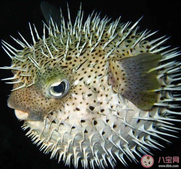 有豪豬魚之稱的海洋生物是什么 神奇海洋1月12日答案