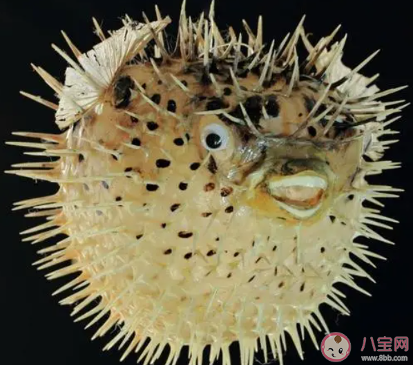 有豪豬魚之稱的海洋生物是什么 神奇海洋1月12日答案