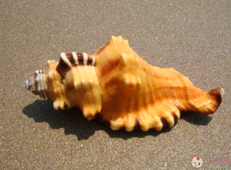 以下關(guān)于海螺的說法哪個是錯誤的 神奇海洋1月15日答案