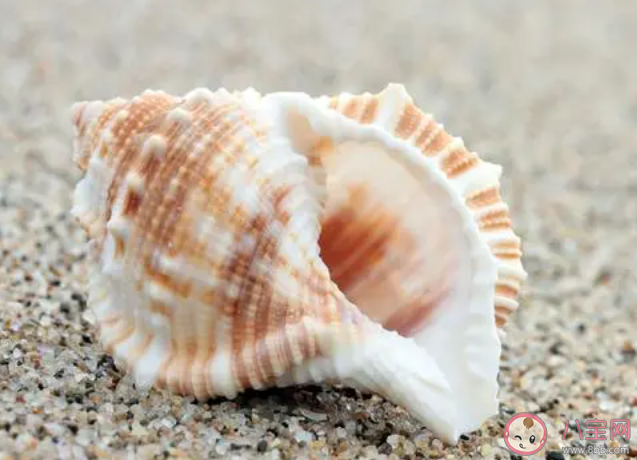 以下關(guān)于海螺的說法哪個是錯誤的 神奇海洋1月15日答案