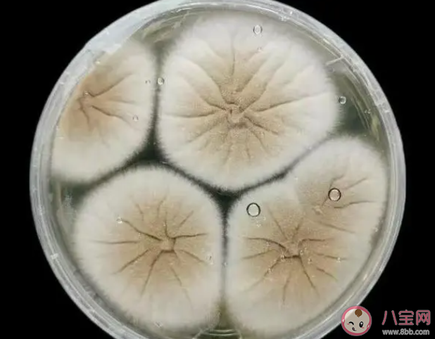 不要忽視霉菌對身體的危害  霉菌會對身體有哪些傷害