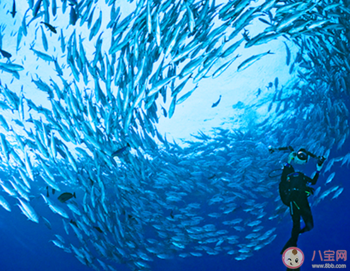 在海底景觀中人們將哪種現象稱為杰克風暴 神奇海洋1月18日答案