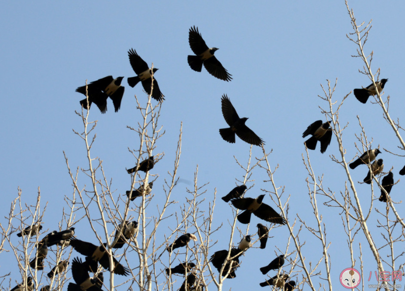 烏鴉聚集就說(shuō)明要地震了嗎 地震來(lái)臨前會(huì)有哪些預(yù)兆