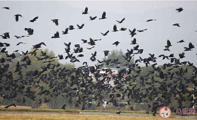 烏鴉聚集就說(shuō)明要地震了嗎 地震來(lái)臨前會(huì)有哪些預(yù)兆