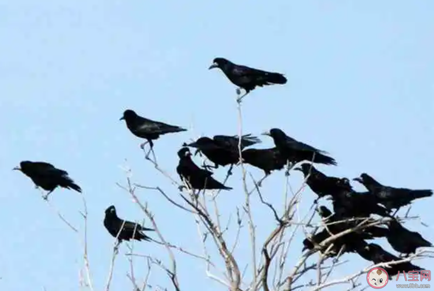 烏鴉聚集就說(shuō)明要地震了嗎 地震來(lái)臨前會(huì)有哪些預(yù)兆