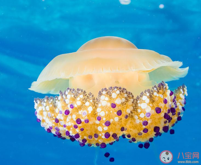 有一種海洋生物長(zhǎng)得很像荷包蛋猜猜它是誰(shuí) 神奇海洋1月19日答案