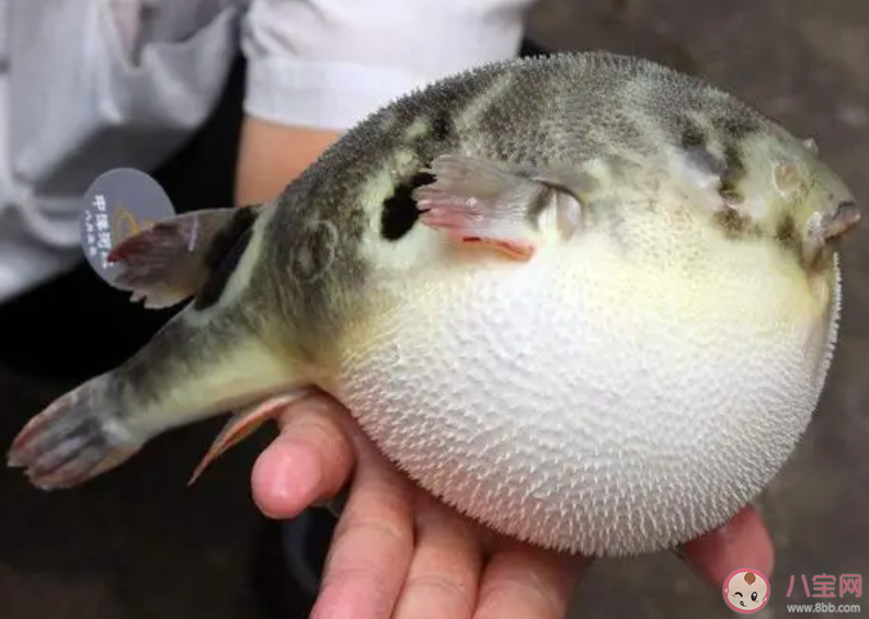 河豚之所以能鼓成球與哪種身體結構密切相關 神奇海洋1月20日答案 河豚之所以能鼓成球與哪種身體結構密切相關 神奇海洋1月20日答案