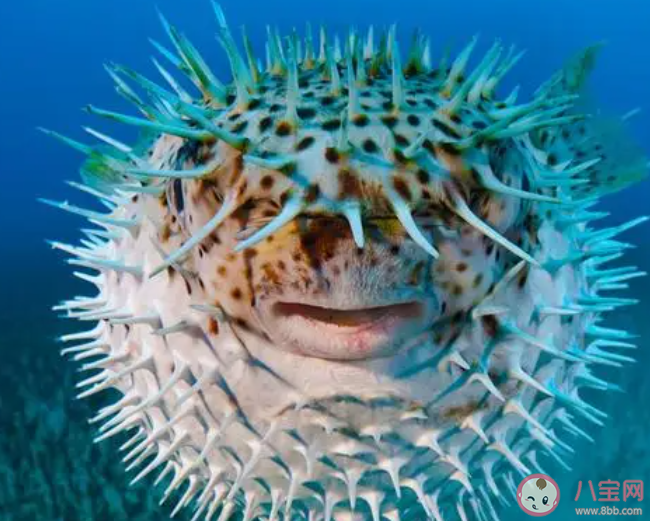 河豚之所以能鼓成球與哪種身體結構密切相關 神奇海洋1月20日答案 河豚之所以能鼓成球與哪種身體結構密切相關 神奇海洋1月20日答案