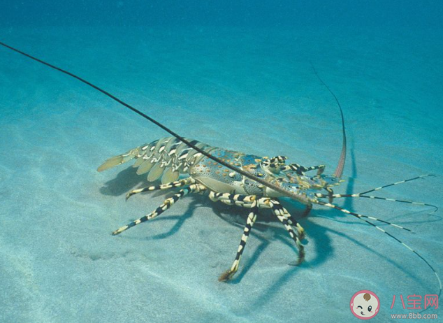 錦繡龍蝦之所以得名是因為什么 神奇海洋1月22日答案