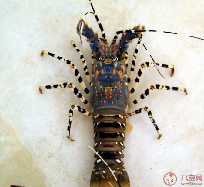 錦繡龍蝦之所以得名是因為什么 神奇海洋1月22日答案