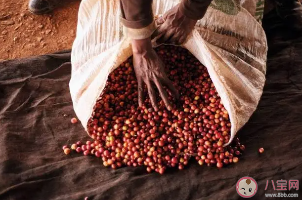 有一種職業叫尋豆師猜猜是尋找什么豆 螞蟻新村1月23日答案 有一種職業叫尋豆師猜猜是尋找什么豆 螞蟻新村1月23日答案