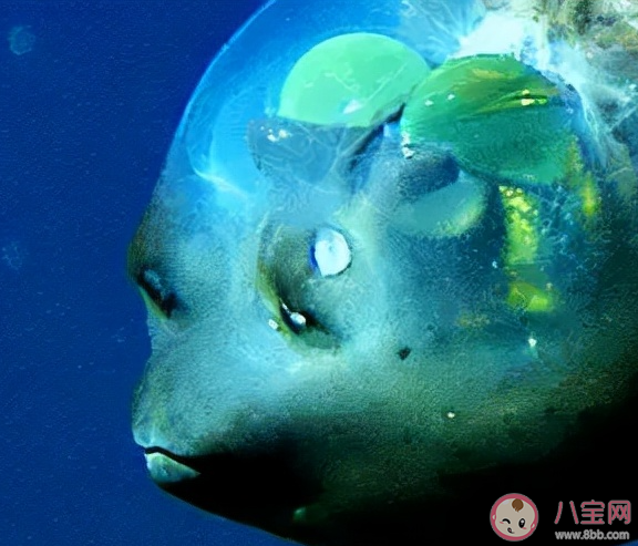 管眼魚(yú)的透明腦袋里有兩顆綠色圓球猜猜是什么 神奇海洋1月23日答案