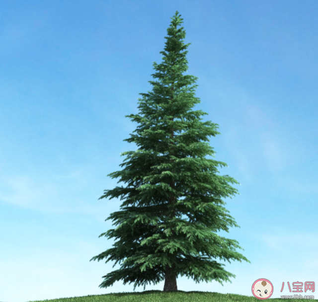 松柏在寒冷的冬季也能保持綠色耐寒秘訣在于 螞蟻莊園1月24日答案 松柏在寒冷的冬季也能保持綠色耐寒秘訣在于 螞蟻莊園1月24日答案