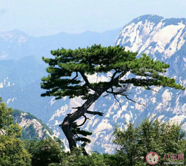 松柏在寒冷的冬季也能保持綠色耐寒秘訣在于 螞蟻莊園1月24日答案 松柏在寒冷的冬季也能保持綠色耐寒秘訣在于 螞蟻莊園1月24日答案