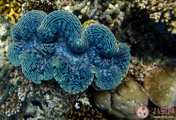 以下哪種海洋動物堪稱古代氣象觀測站 神奇海洋1月24日答案