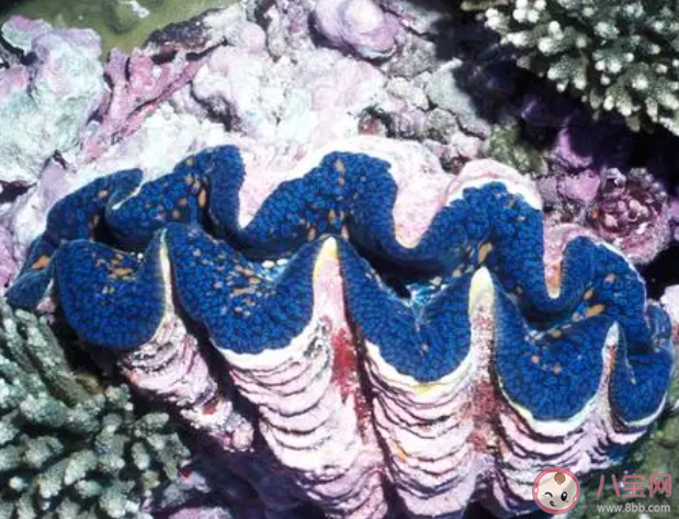 以下哪種海洋動物堪稱古代氣象觀測站 神奇海洋1月24日答案