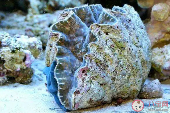 以下哪種海洋動物堪稱古代氣象觀測站 神奇海洋1月24日答案