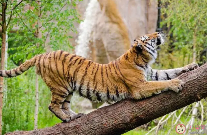 自然界中的老虎會爬樹嗎 螞蟻莊園1月25日答案 自然界中的老虎會爬樹嗎 螞蟻莊園1月25日答案