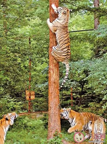 自然界中的老虎會爬樹嗎 螞蟻莊園1月25日答案 自然界中的老虎會爬樹嗎 螞蟻莊園1月25日答案