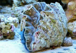 以下哪種海洋動物堪稱古代氣象觀測站 神奇海洋1月24日答案