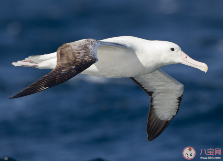 哪種鳥被航海家譽(yù)為吉祥之鳥和導(dǎo)航之鳥 神奇海洋1月26日答案 哪種鳥被航海家譽(yù)為吉祥之鳥和導(dǎo)航之鳥 神奇海洋1月26日答案