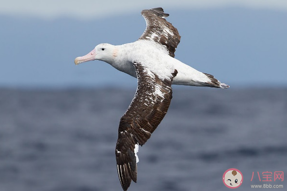 哪種鳥被航海家譽(yù)為吉祥之鳥和導(dǎo)航之鳥 神奇海洋1月26日答案 哪種鳥被航海家譽(yù)為吉祥之鳥和導(dǎo)航之鳥 神奇海洋1月26日答案