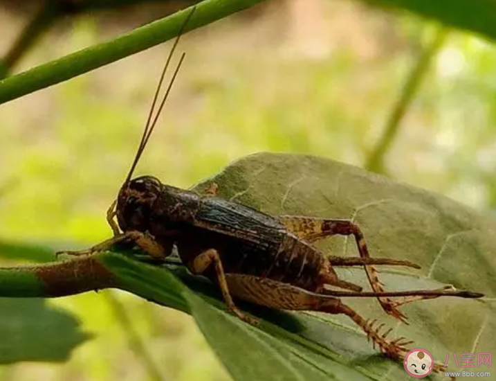 古人所說的促織指的是哪種小動物 螞蟻莊園1月27日答案 古人所說的促織指的是哪種小動物 螞蟻莊園1月27日答案