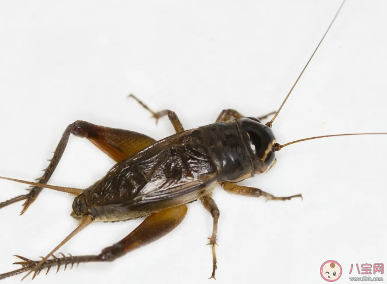 古人所說的促織指的是哪種小動物 螞蟻莊園1月27日答案 古人所說的促織指的是哪種小動物 螞蟻莊園1月27日答案