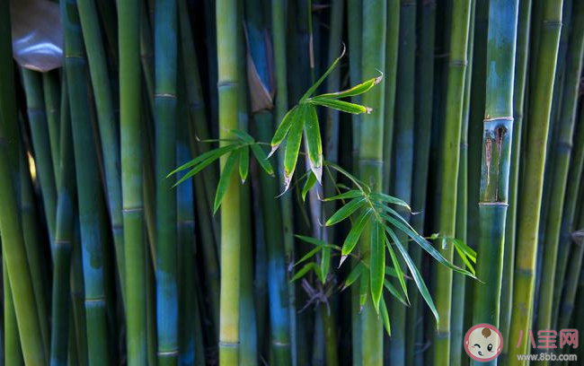曾與蒿藜同雨露終隨松柏到冰霜贊美的是哪種植物 螞蟻莊園2月6日答案