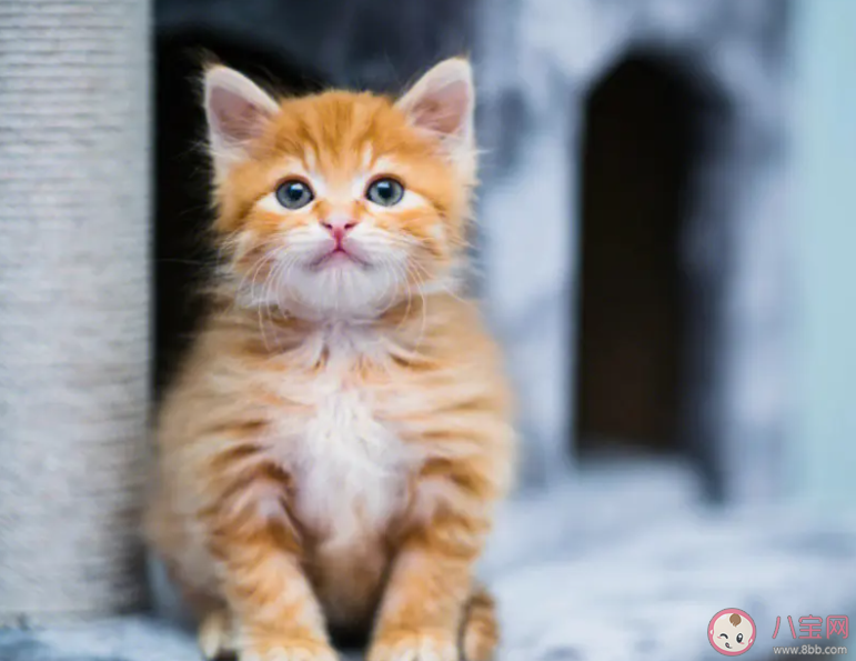 過年回家寵物該怎么辦 為什么我國對寵物出行限制這么多