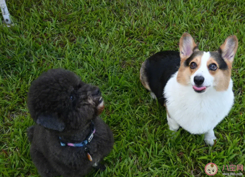 過年回家寵物該怎么辦 為什么我國對寵物出行限制這么多