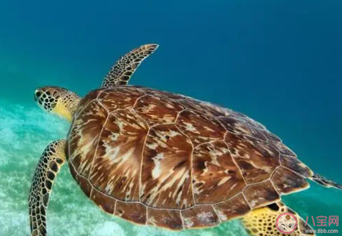 詩句背負十三卦旁分四六文指的是哪種海洋動物 神奇海洋2月6日答案