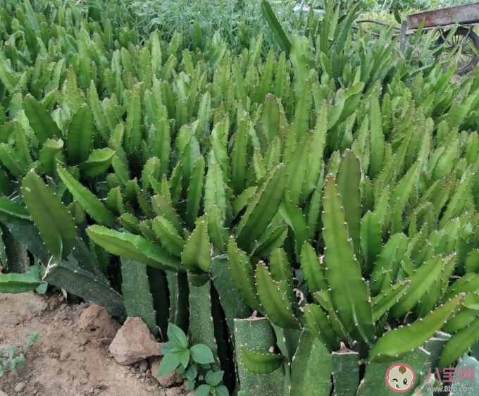 火龍果與以下哪種植物是親戚 螞蟻莊園2月7日答案