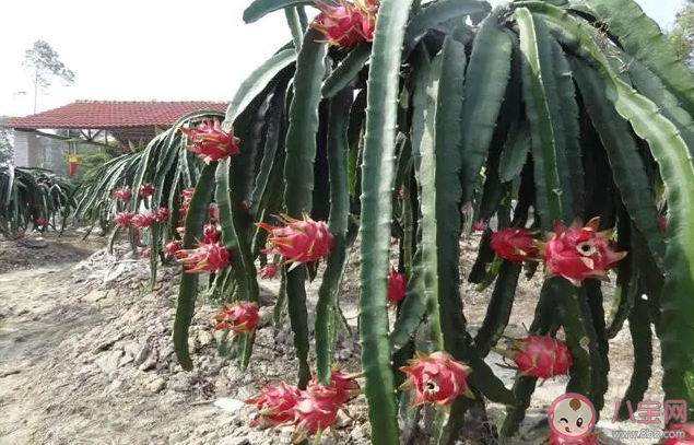 火龍果與以下哪種植物是親戚 螞蟻莊園2月7日答案