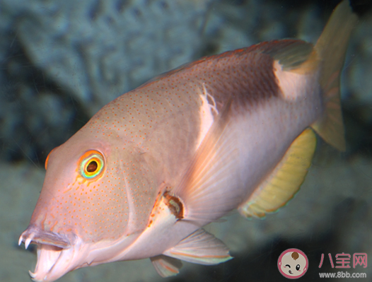 以下哪種海洋魚類因為一身青綠被稱為青衣魚 神奇海洋2月7日答案 以下哪種海洋魚類因為一身青綠被稱為青衣魚 神奇海洋2月7日答案