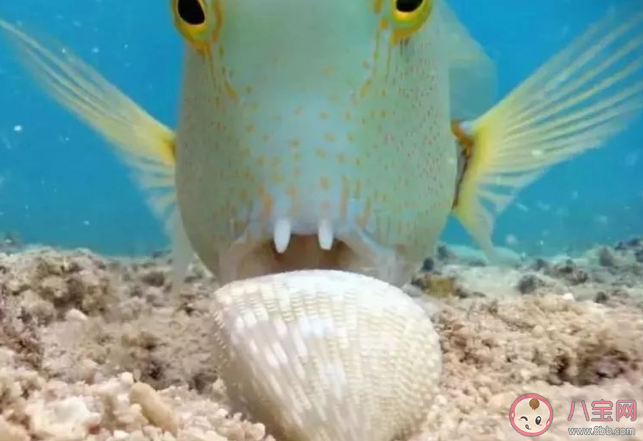 以下哪種海洋魚類因為一身青綠被稱為青衣魚 神奇海洋2月7日答案 以下哪種海洋魚類因為一身青綠被稱為青衣魚 神奇海洋2月7日答案