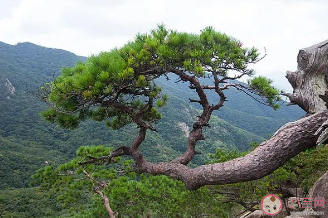 桃李盛時雖寂寞雪霜多后始青蔥描寫的是哪種耐寒植物 螞蟻莊園2月18日答案