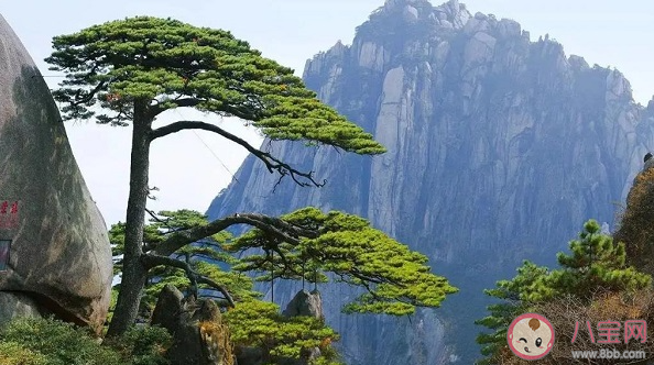 桃李盛時雖寂寞雪霜多后始青蔥描寫的是哪種耐寒植物 螞蟻莊園2月18日答案