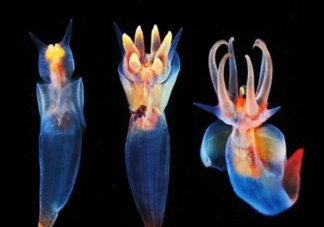 你知道嗎外表可愛的海天使其實是一種 神奇海洋2月17日答案