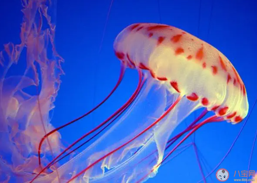 水母在地球上出現(xiàn)的時間比恐龍更早還是更晚 神奇海洋2月18日答案 水母在地球上出現(xiàn)的時間比恐龍更早還是更晚 神奇海洋2月18日答案